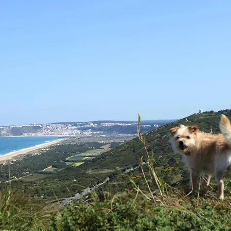 Charming House In With Fireplace * نازاريه