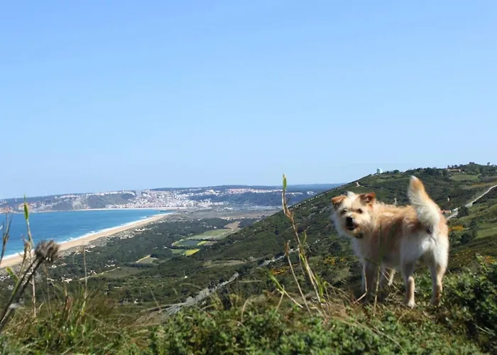 Charming House In With Fireplace * Назаре